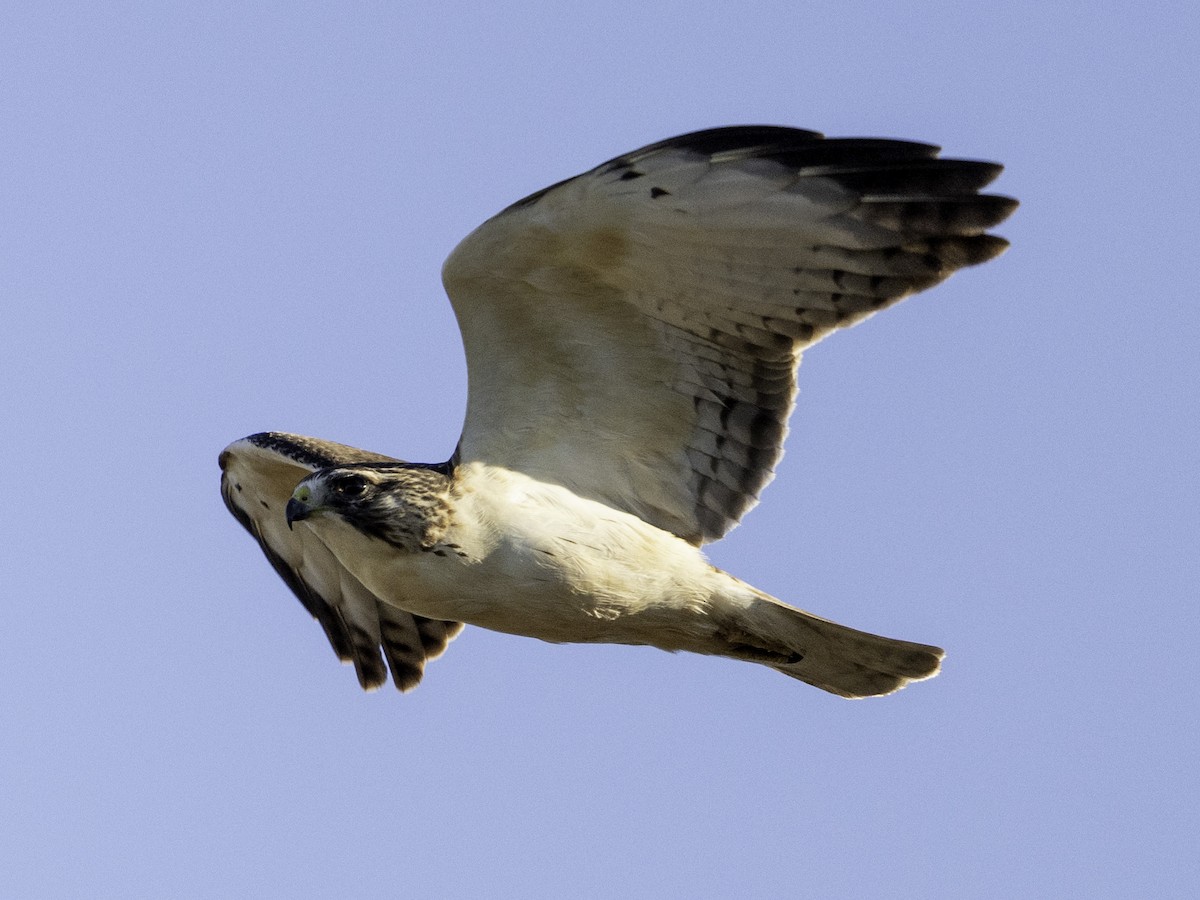 ミジカオノスリ - ML646568767