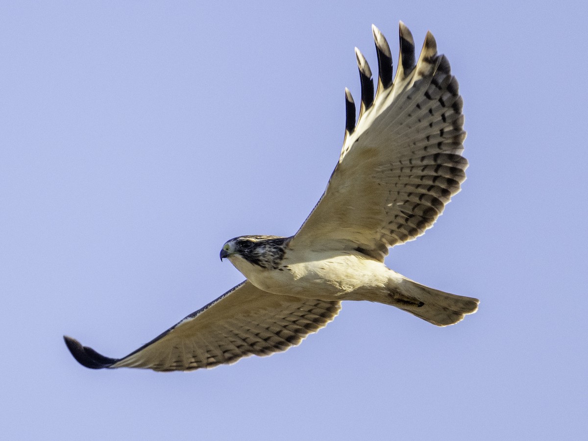 ミジカオノスリ - ML646568768