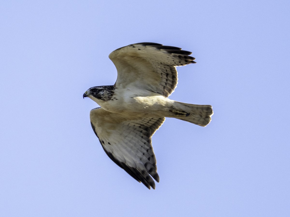 ミジカオノスリ - ML646568769