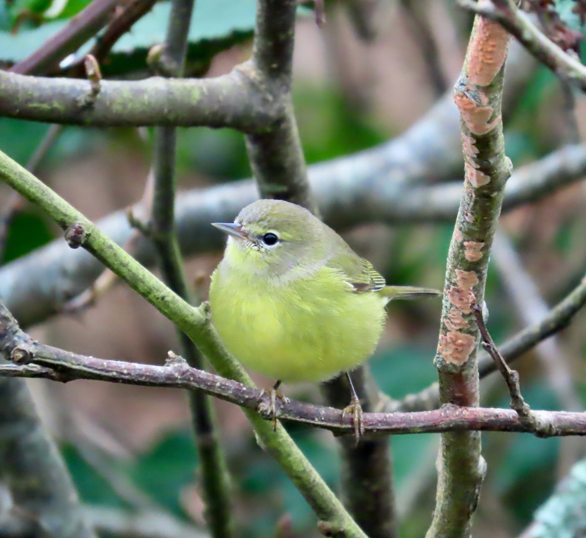 Orange-crowned Warbler (orestera) - ML646568770