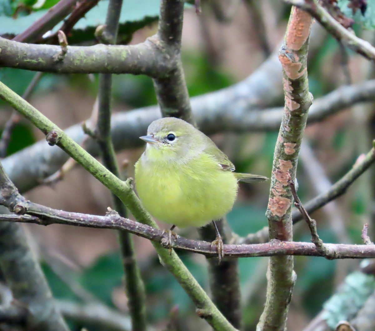 Orange-crowned Warbler (orestera) - ML646568772