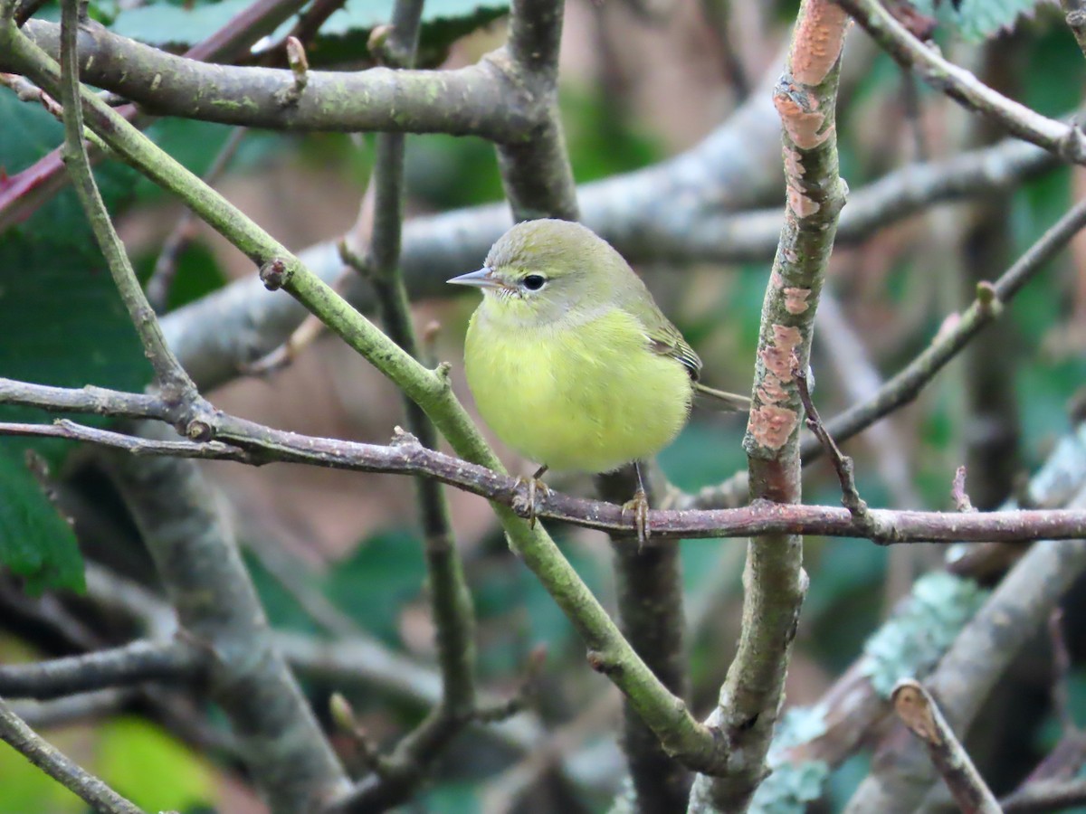 Orange-crowned Warbler (orestera) - ML646568773