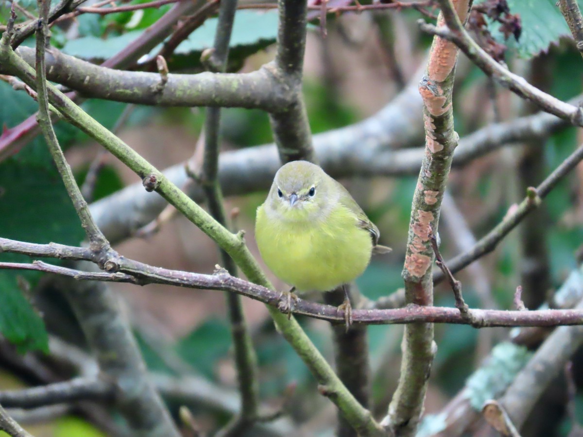 Orange-crowned Warbler (orestera) - ML646568774