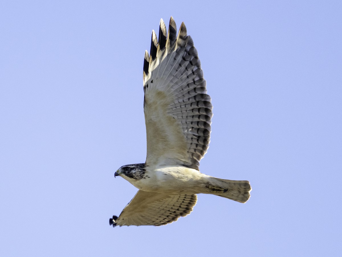 ミジカオノスリ - ML646568775