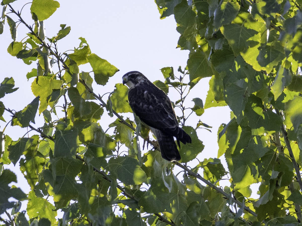 ミジカオノスリ - ML646568776