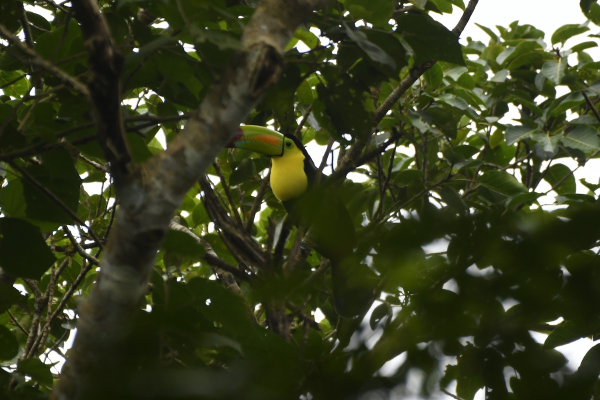 Keel-billed Toucan - ML646568777