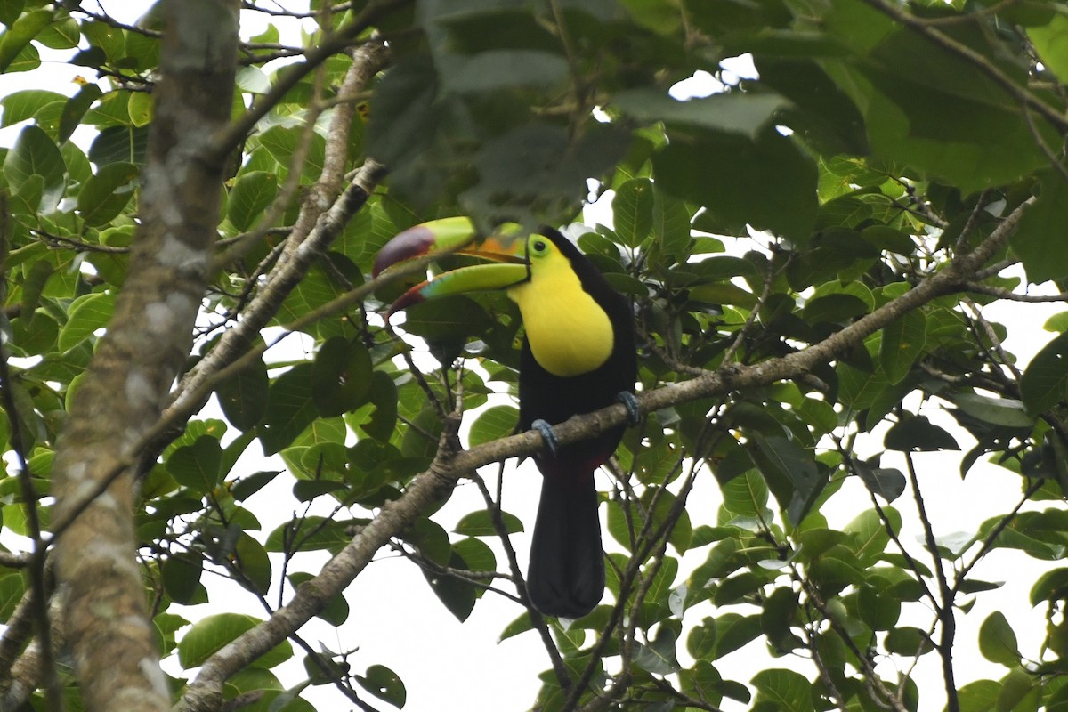 Keel-billed Toucan - ML646568778