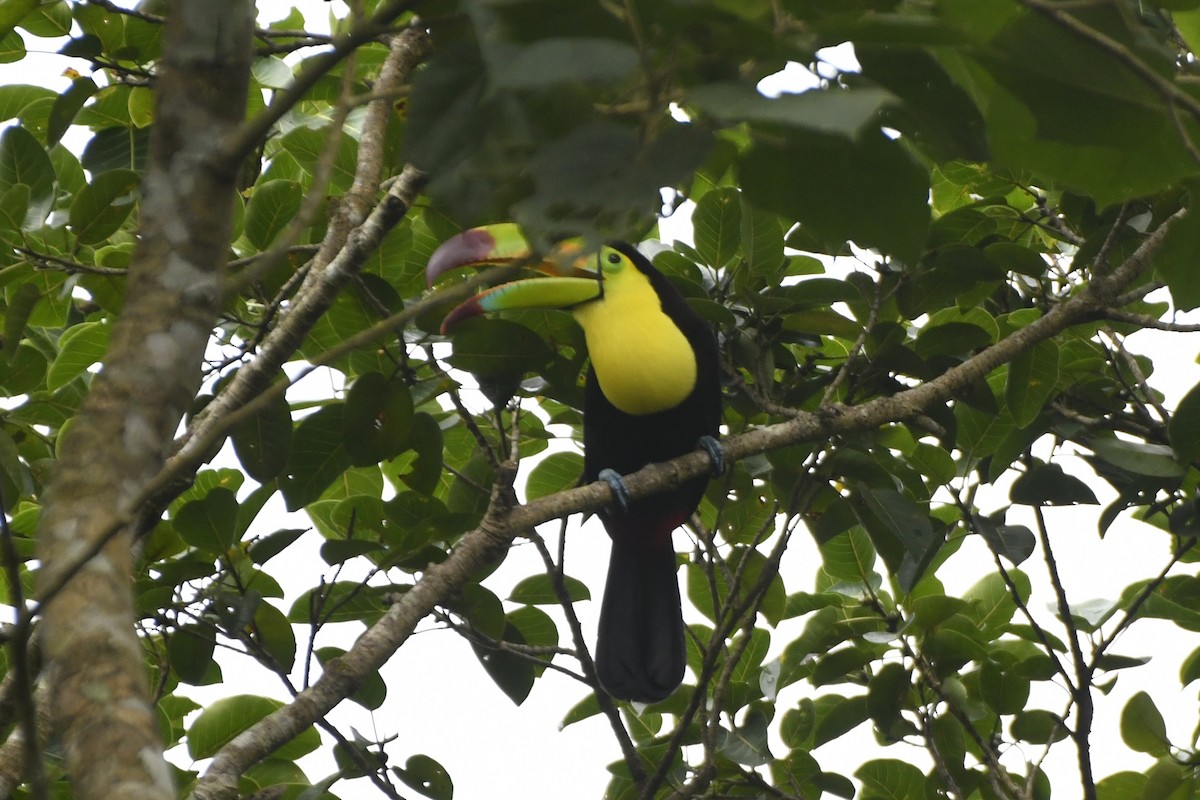 Keel-billed Toucan - ML646568779