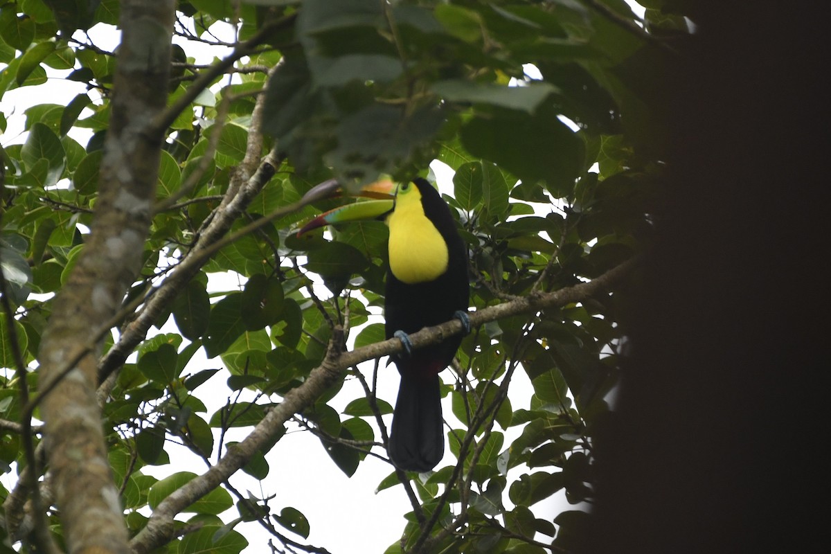 Keel-billed Toucan - ML646568780