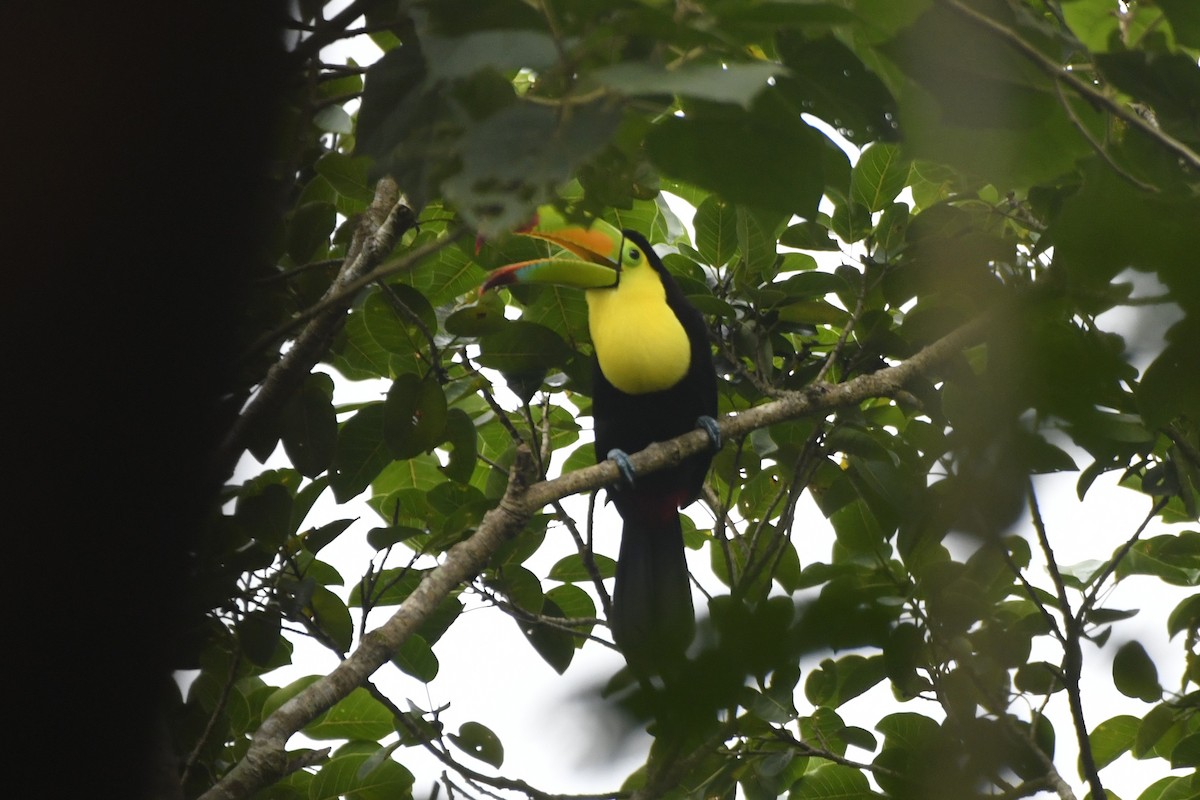 Keel-billed Toucan - ML646568782