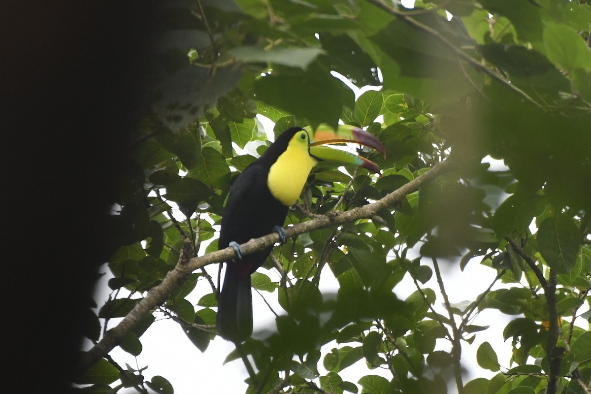 Keel-billed Toucan - ML646568783
