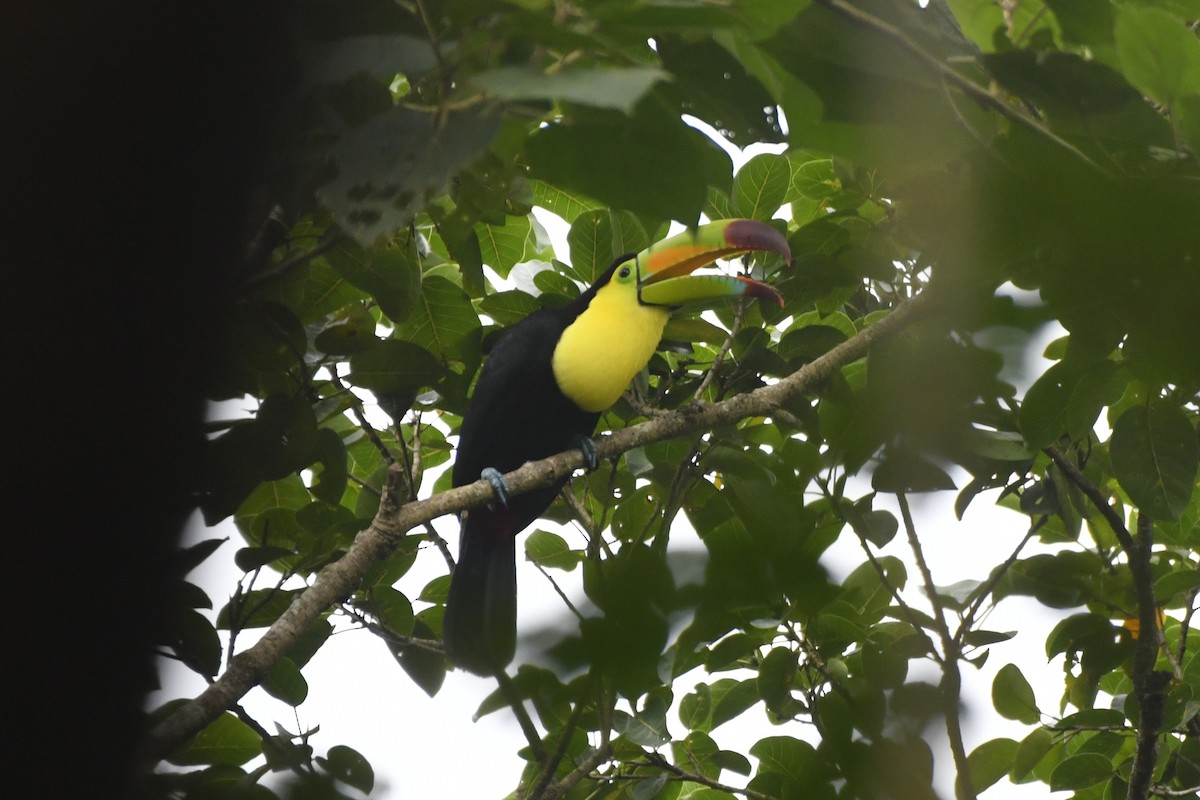 Keel-billed Toucan - ML646568784