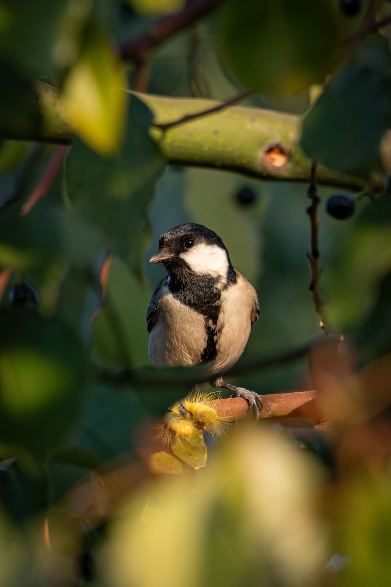 Asian Tit - ML646568797