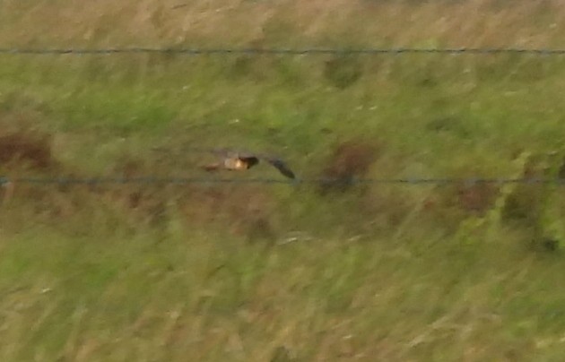 Australian Hobby - ML646568806