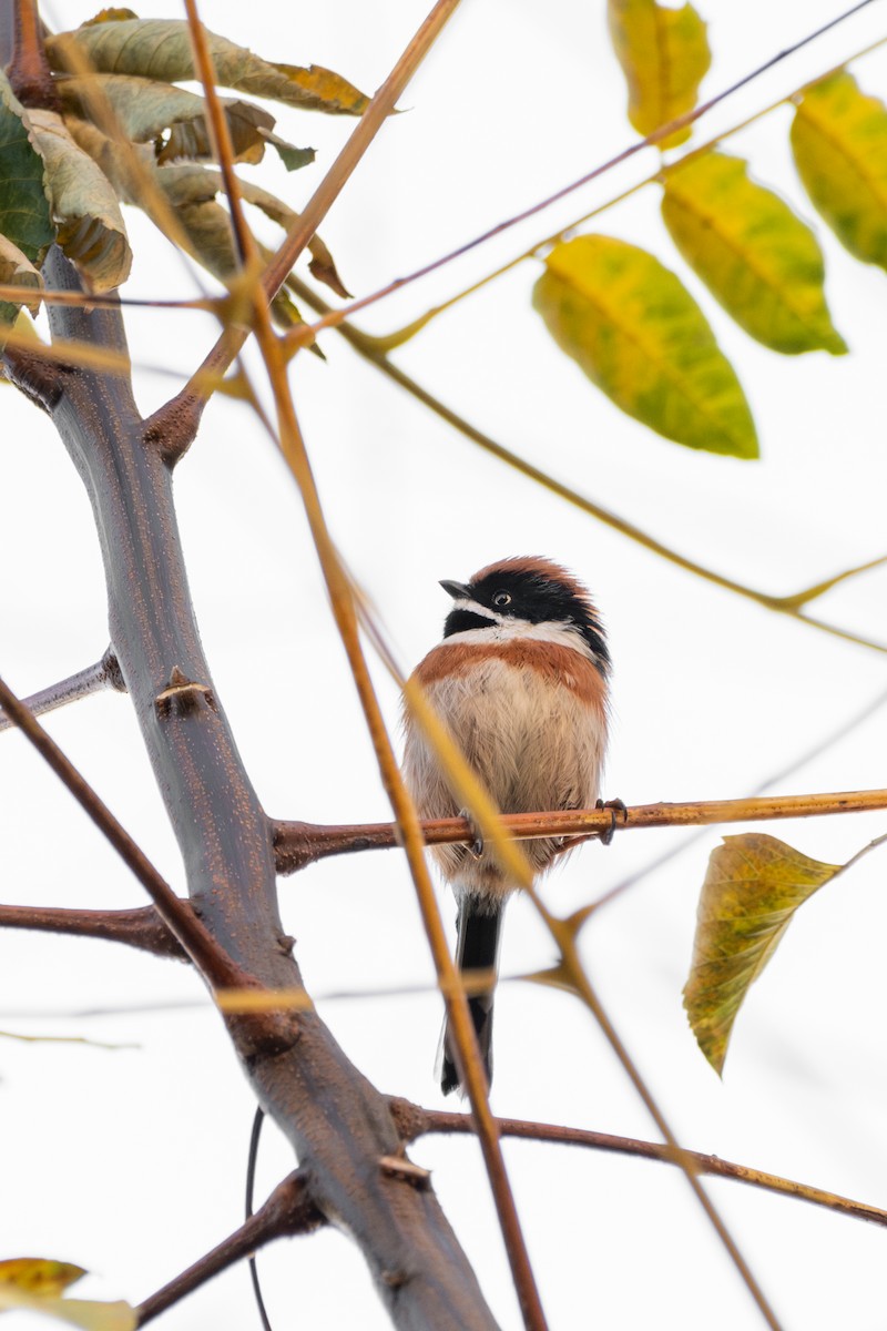 mlynařík kaštanovotemenný - ML646568807