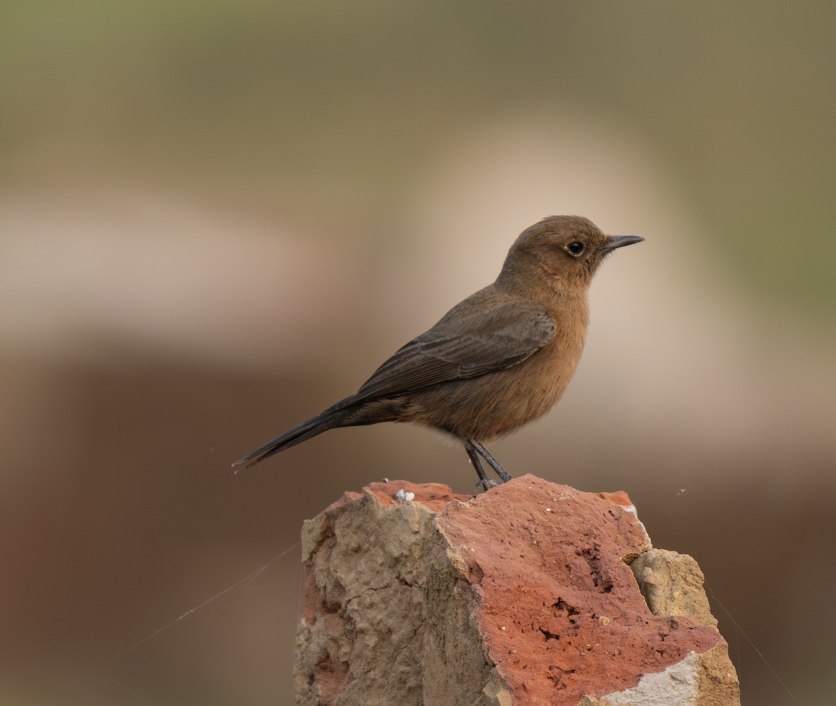 Brown Rock Chat - ML646568808
