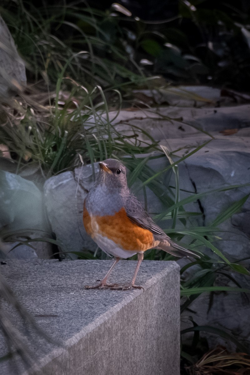 drozd východní - ML646568810