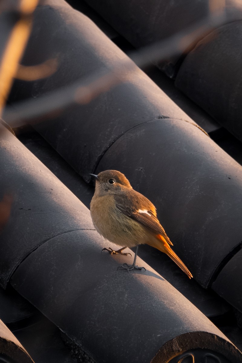 rehek daurský - ML646568811