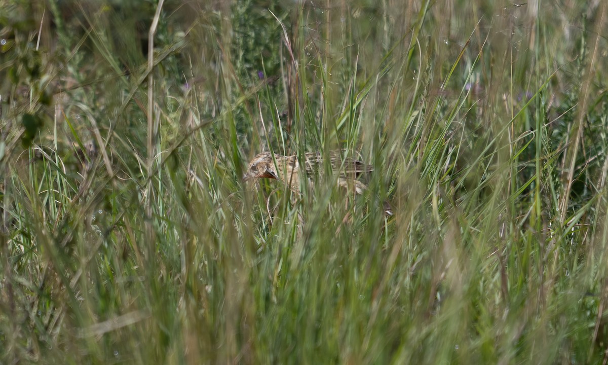 Rosy-throated Longclaw - ML646568812