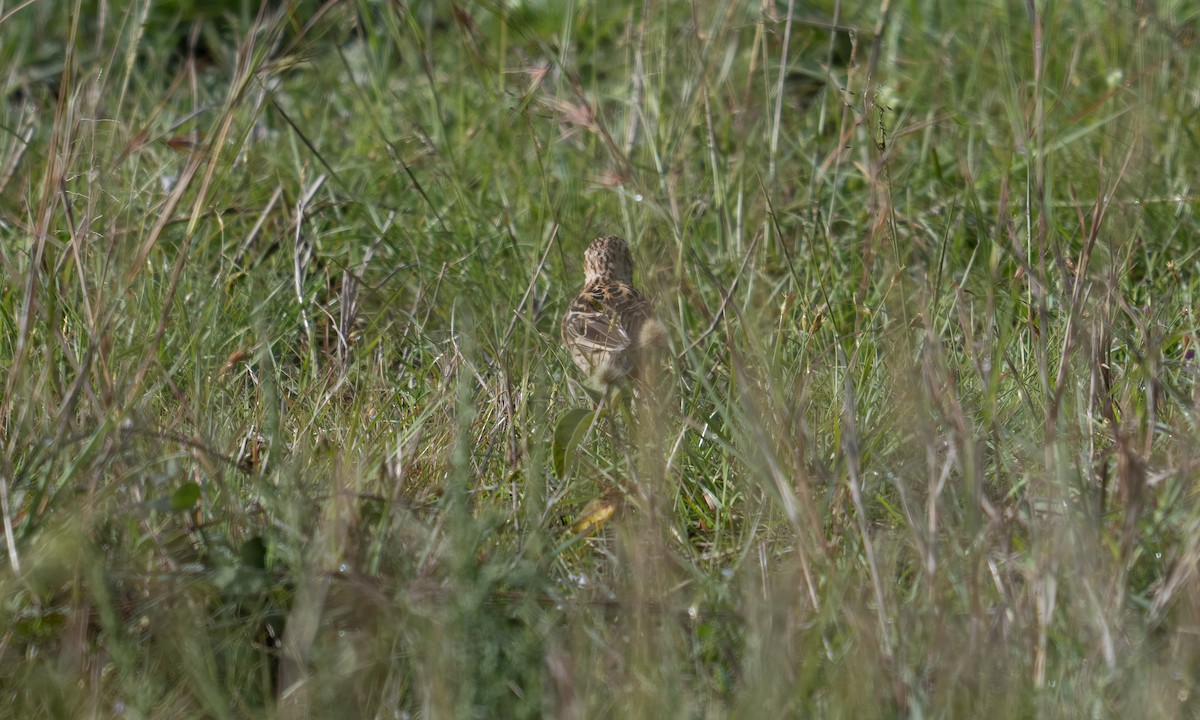 Rosy-throated Longclaw - ML646568813