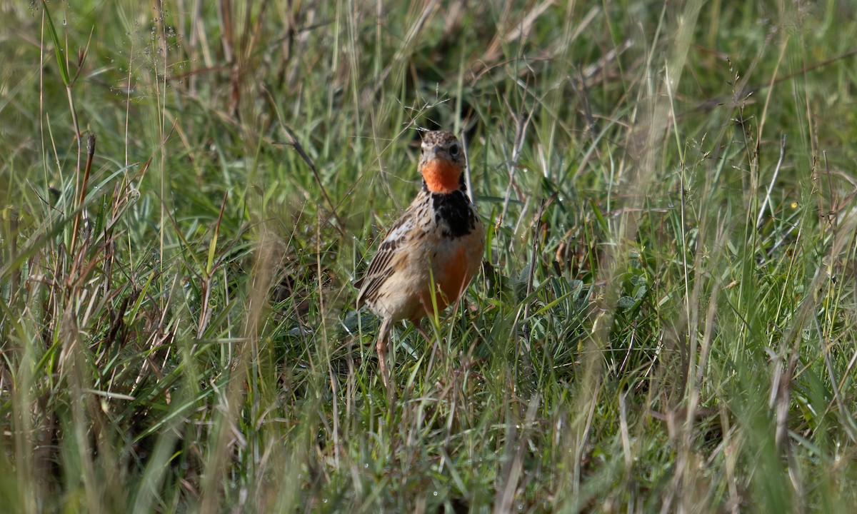Rosy-throated Longclaw - ML646568814