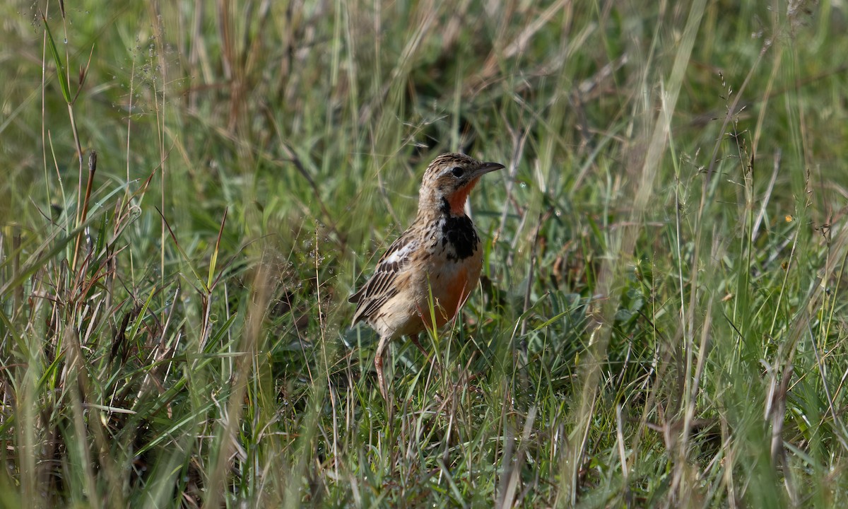 Rosy-throated Longclaw - ML646568815