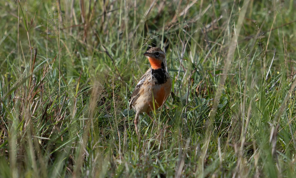 Rosy-throated Longclaw - ML646568816
