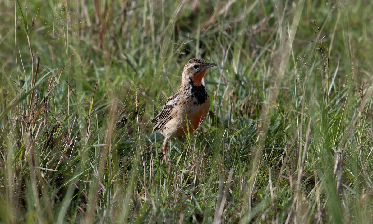 Rosy-throated Longclaw - ML646568817
