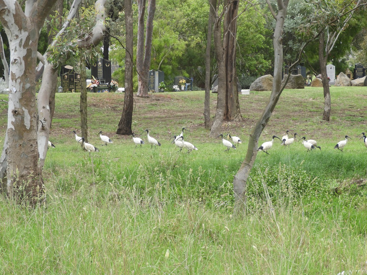 Australian Ibis - ML646568819