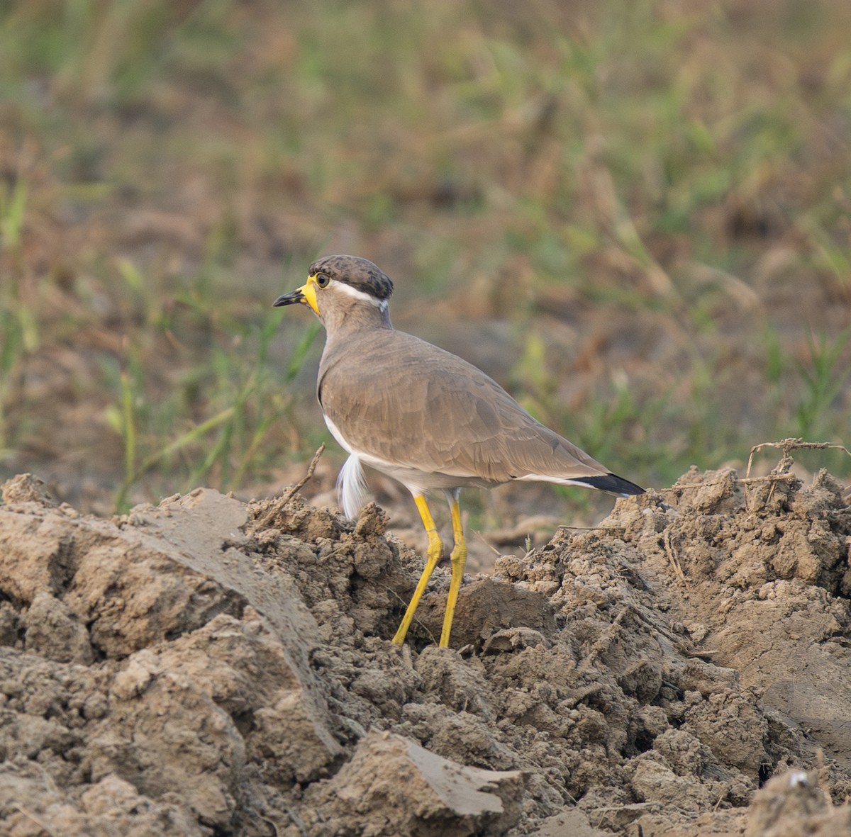 Yellow-wattled Lapwing - ML646568822