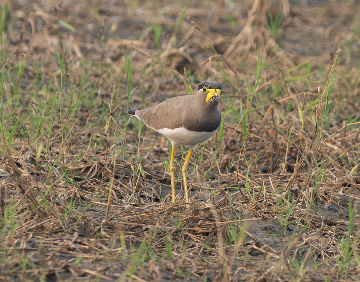 Yellow-wattled Lapwing - ML646568823
