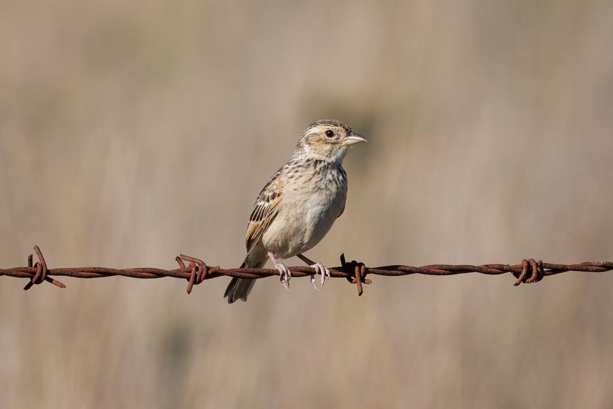 Alondra de Java (grupo javanica) - ML646568826