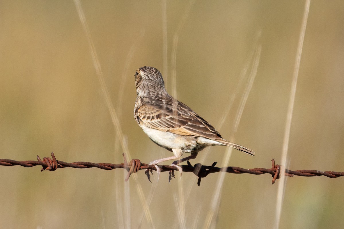 Alondra de Java (grupo javanica) - ML646568827