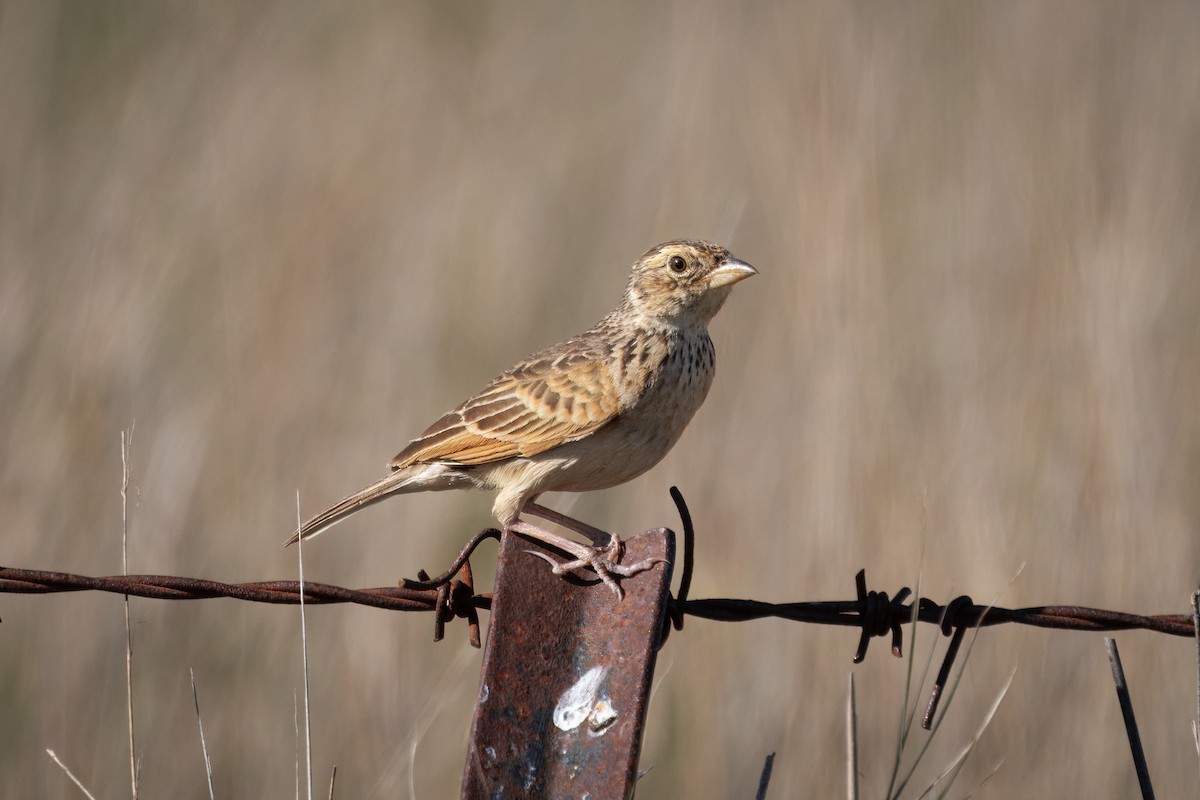 Alondra de Java (grupo javanica) - ML646568828