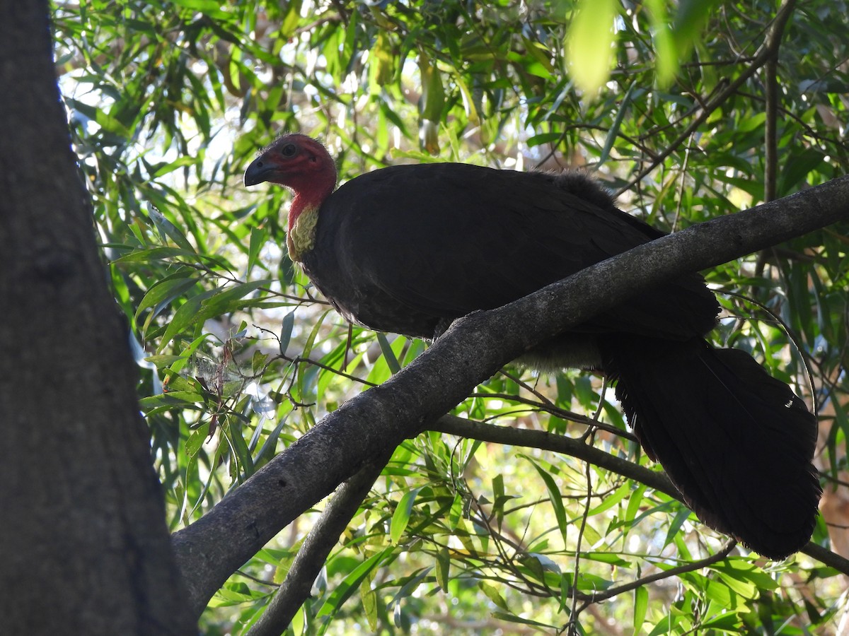 Australian Brushturkey - ML646568833