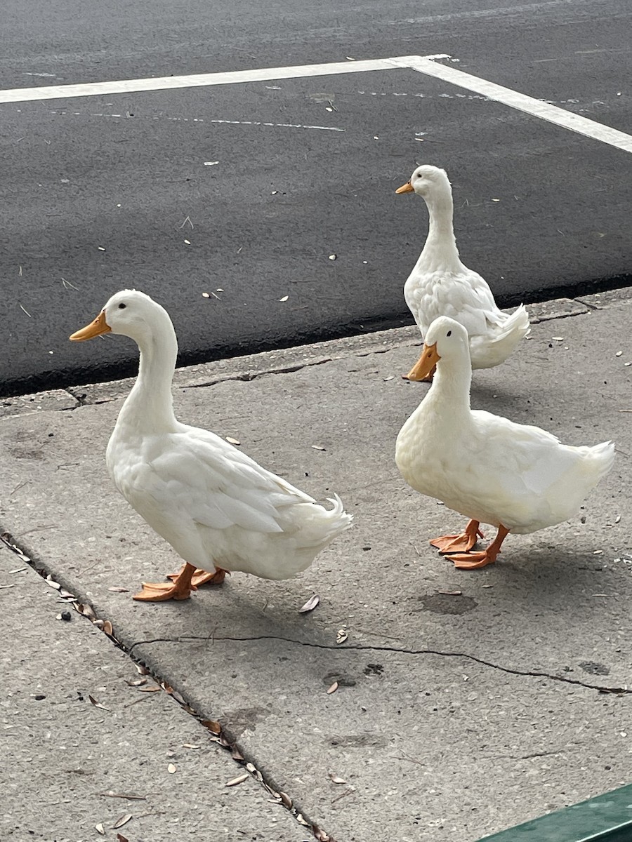 Mallard (Domestic type) - ML646568839