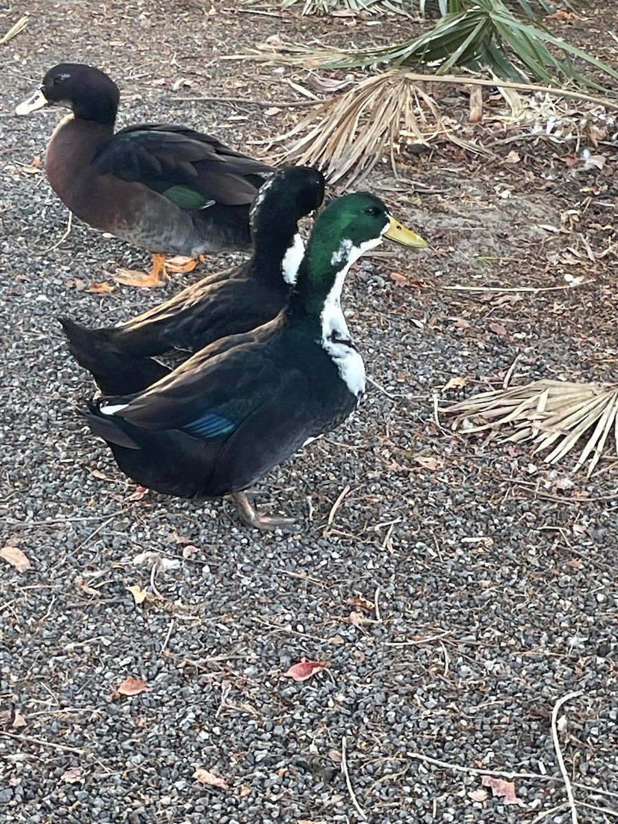 Mallard (Domestic type) - ML646568840