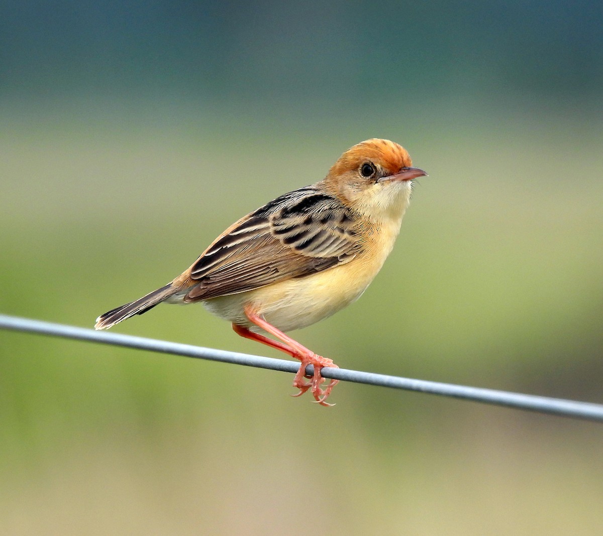 Golden-headed Cisticola - ML646568842