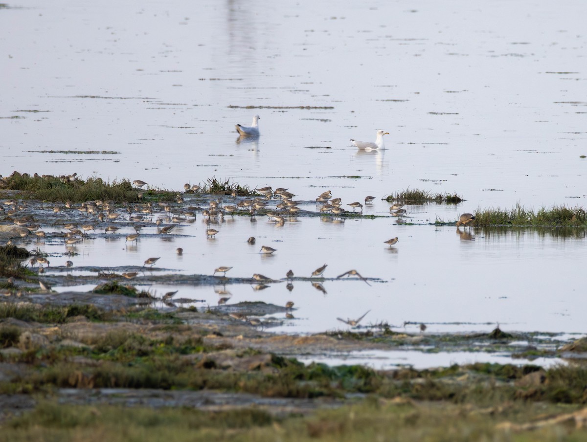 Wiesenstrandläufer - ML646568848