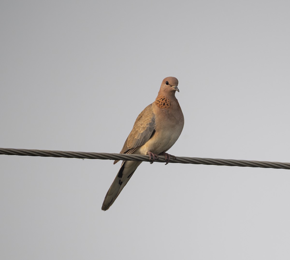 Laughing Dove - ML646568849