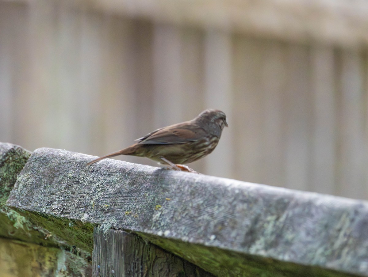 Singammer - ML646568850