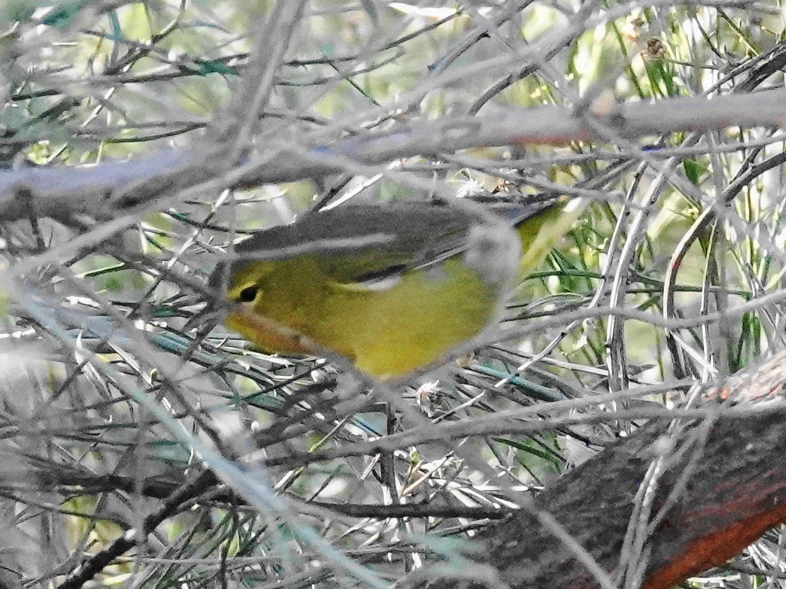 Orange-crowned Warbler - ML646568855