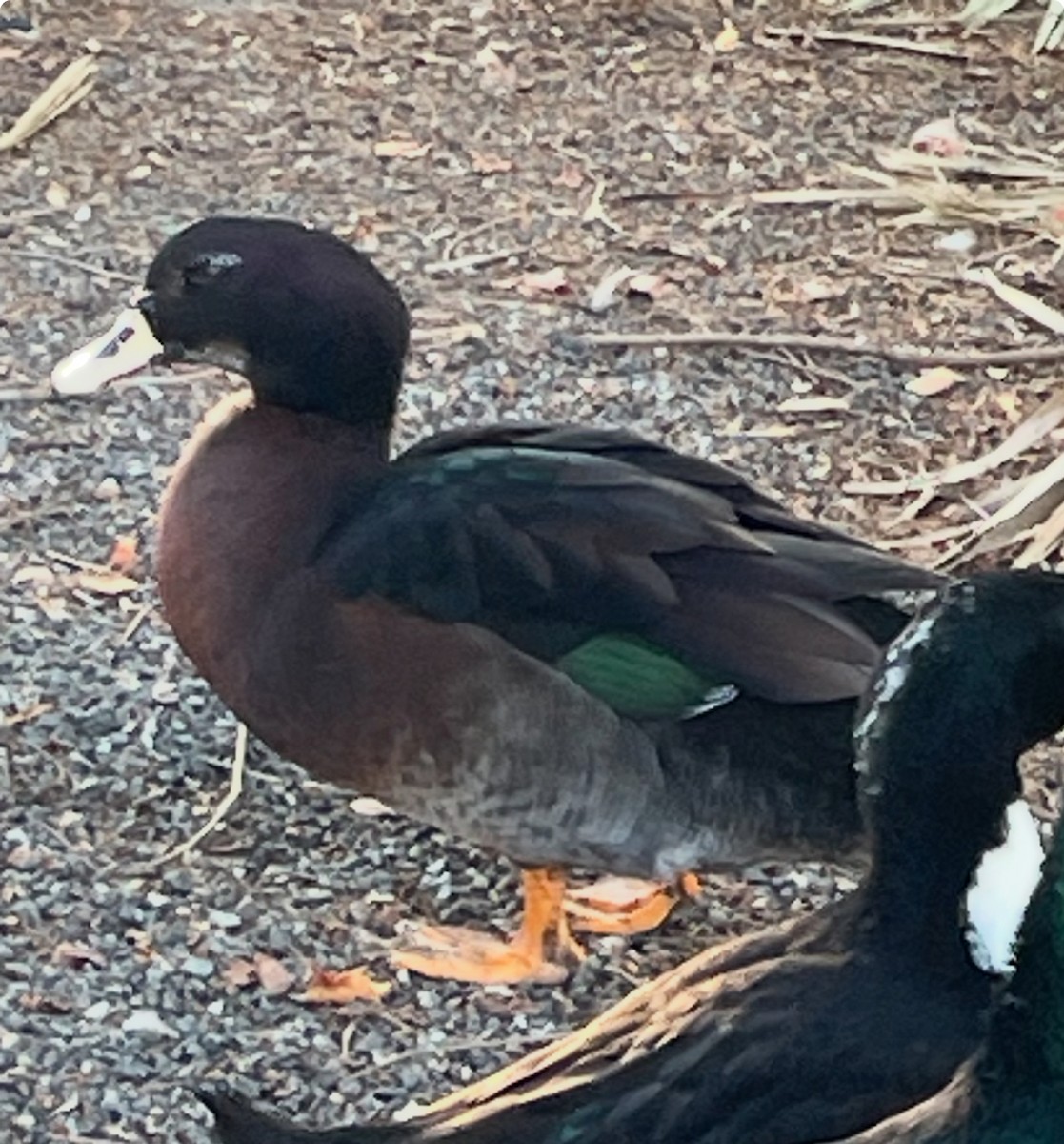 Muscovy Duck x Mallard (hybrid) - ML646568857