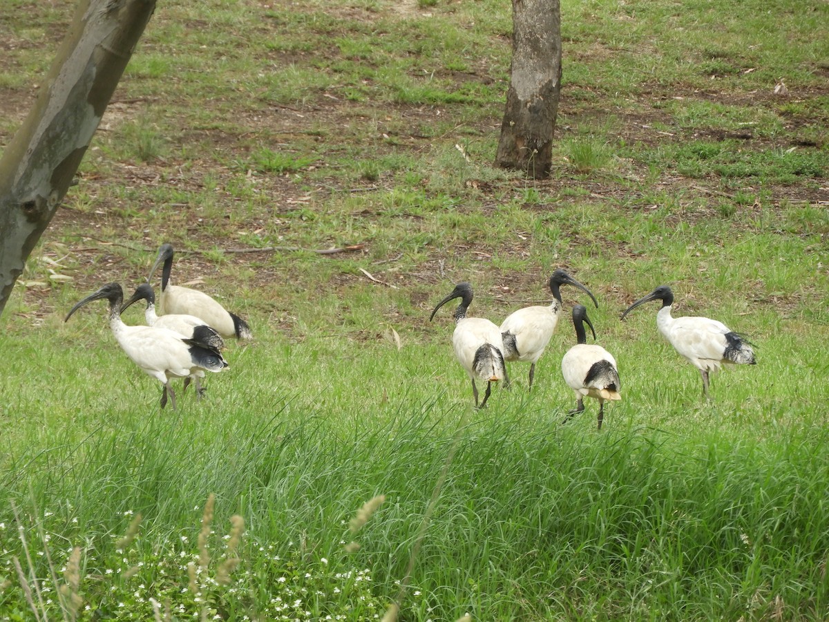 Australian Ibis - ML646568858