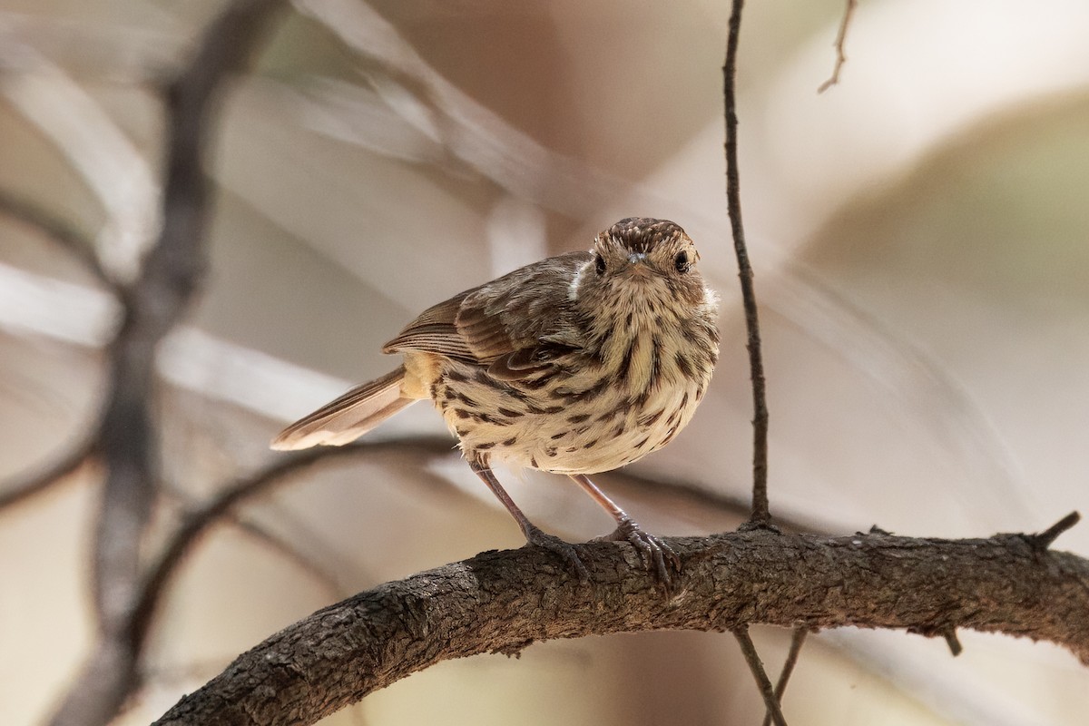 Speckled Warbler - ML646568865