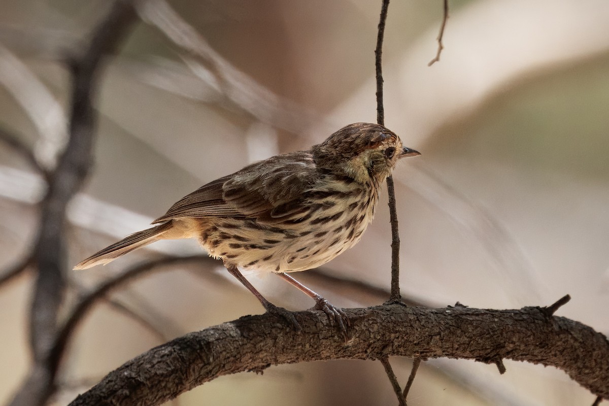 Speckled Warbler - ML646568866