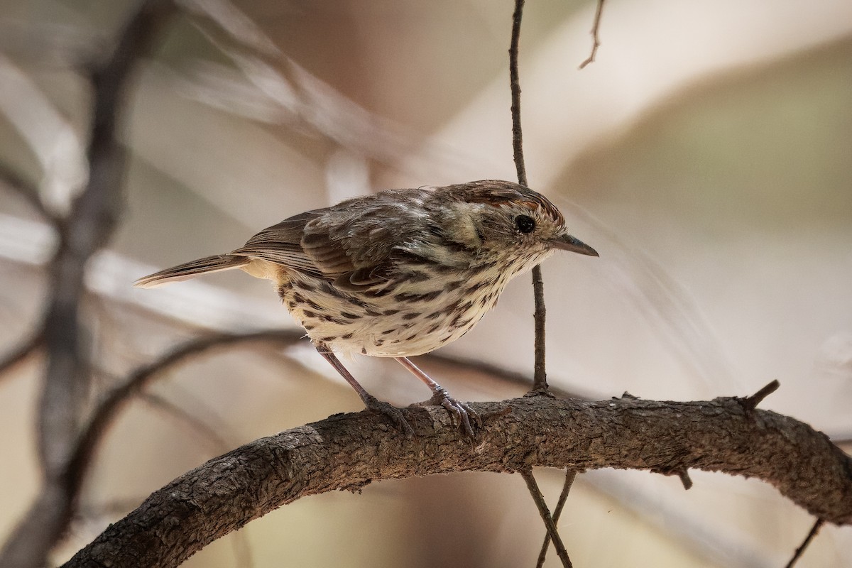 Speckled Warbler - ML646568867