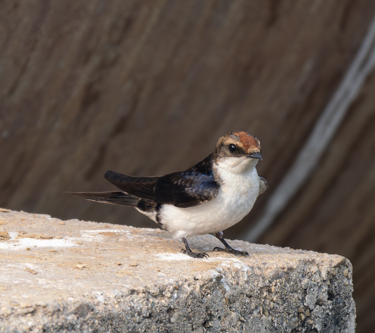 Wire-tailed Swallow - ML646568869