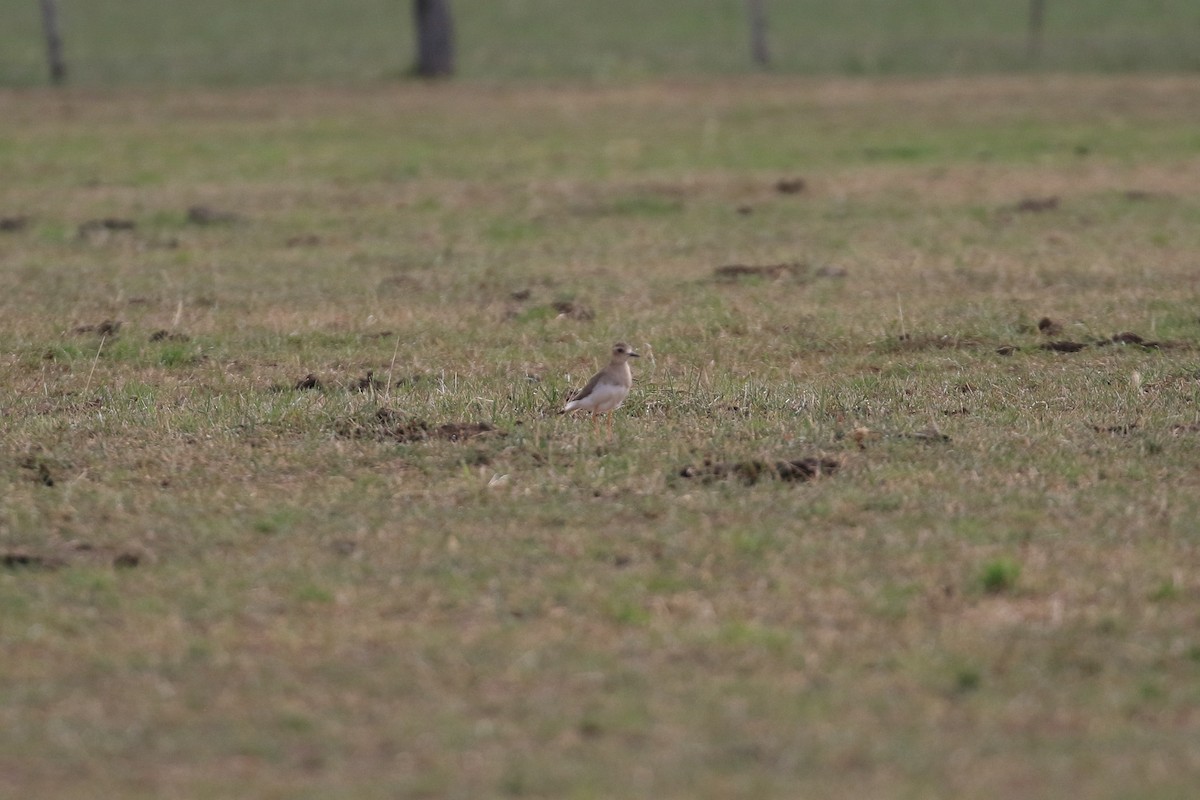 Oriental Plover - ML646568873