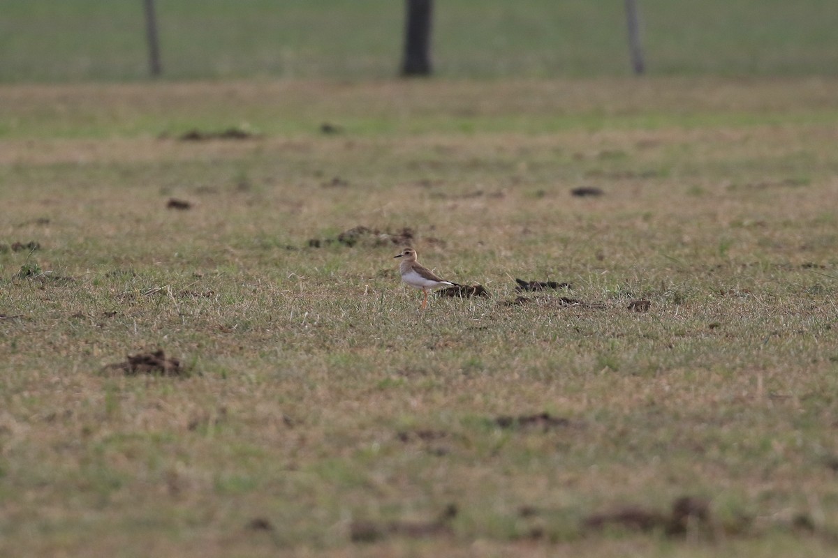 Oriental Plover - ML646568874